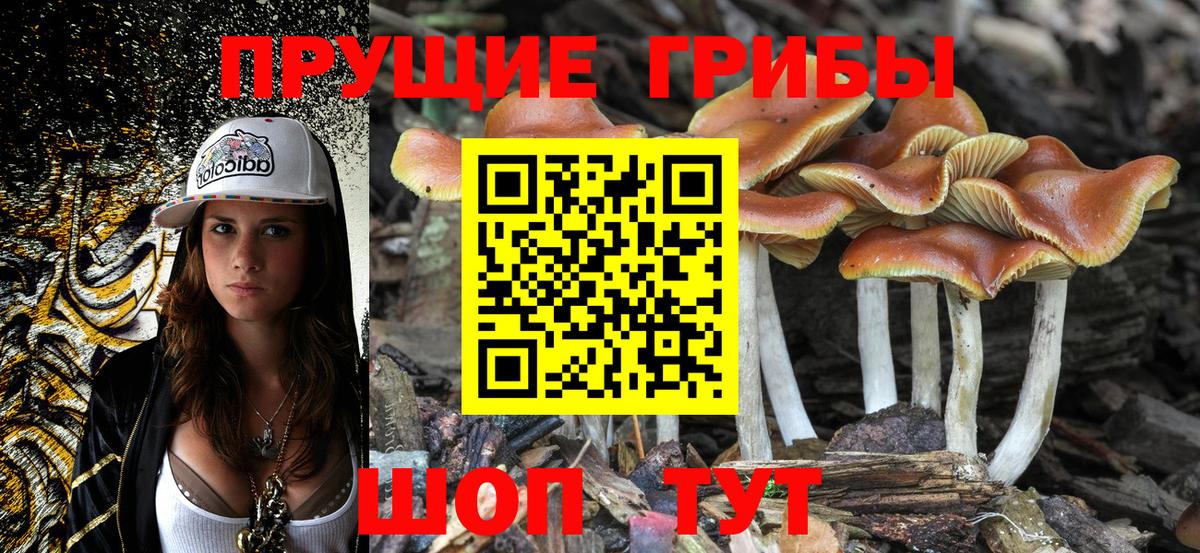 Галлюциногенные грибы Cubensis Курчатов